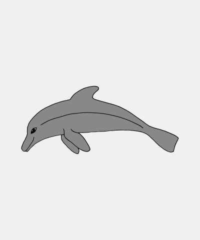 Dolphin Natural