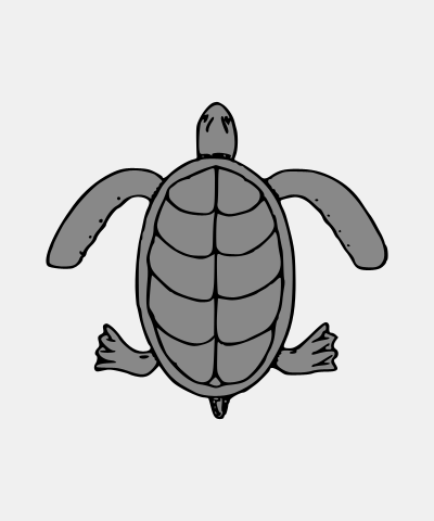 Sea Tortoise Natural